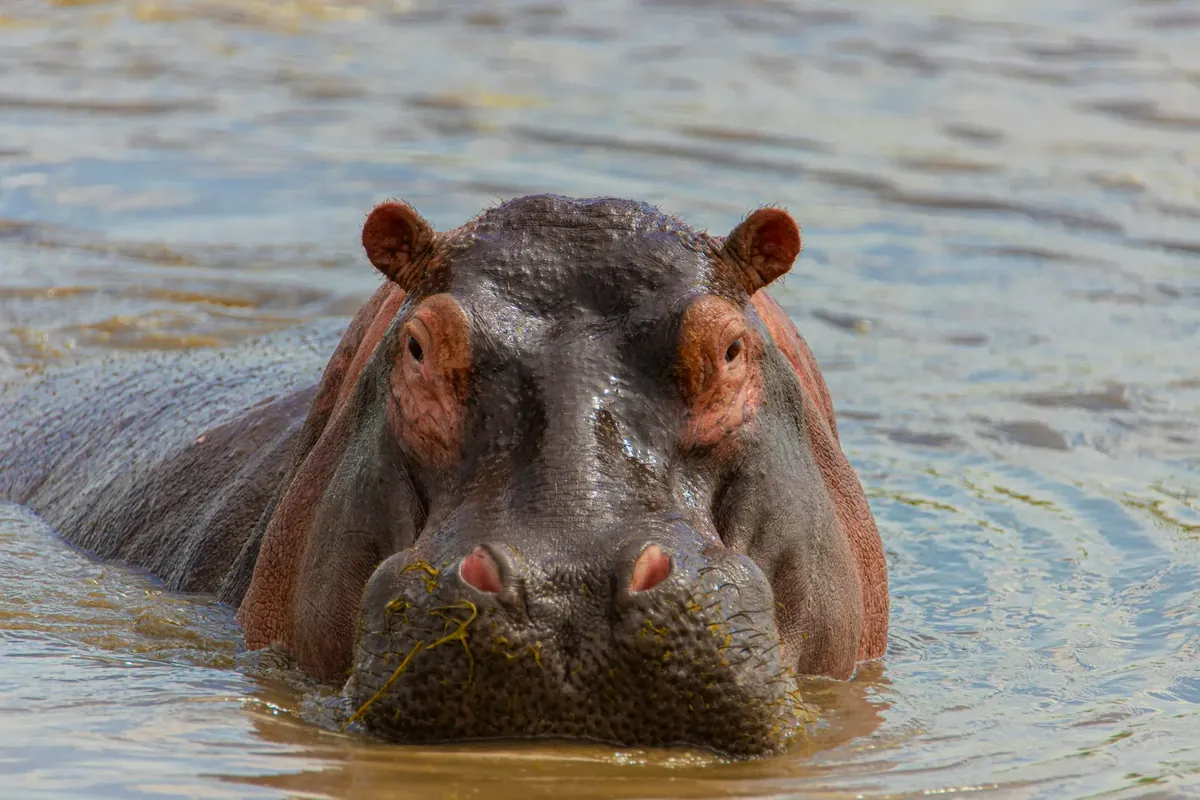 Elephant near a Victoria Falls area waterhole