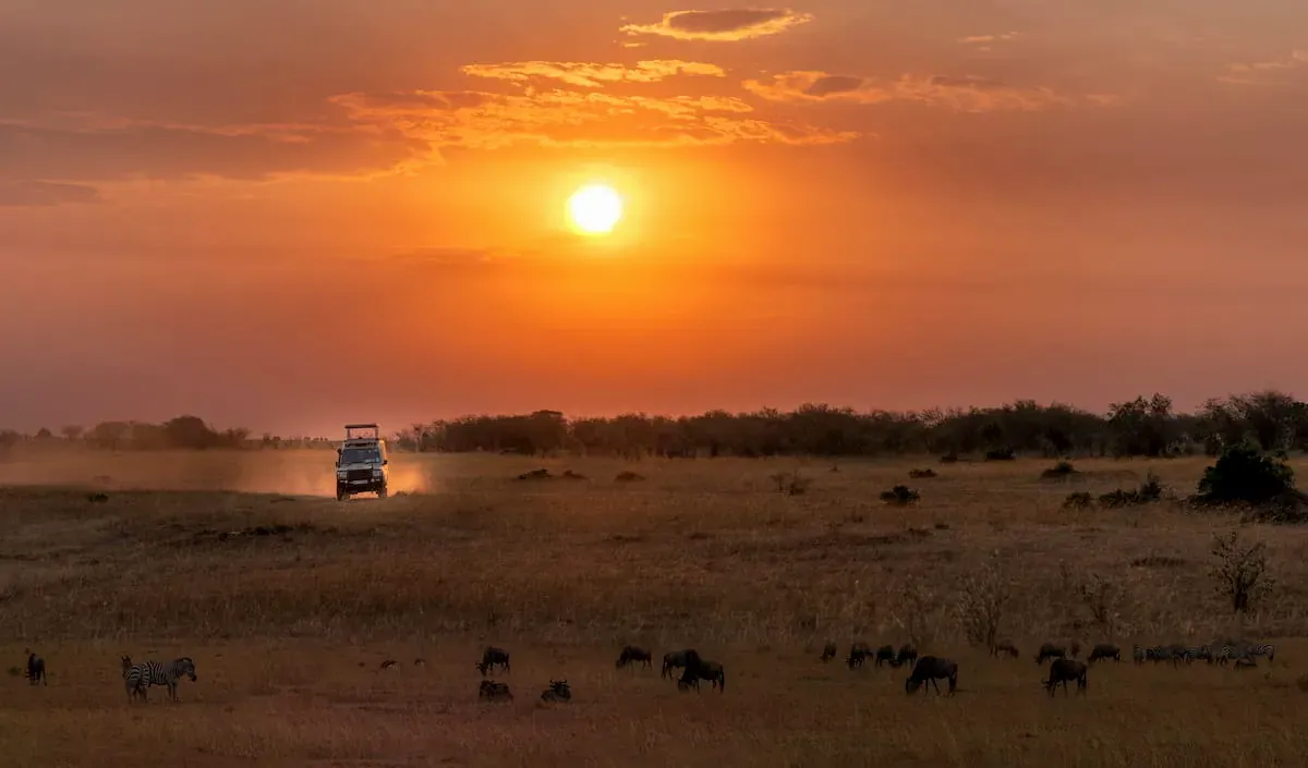 Safari game drive at sunset